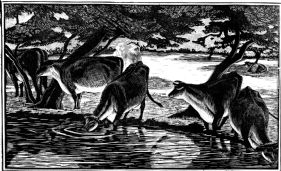 wood-engraving original print: Cows Drinking